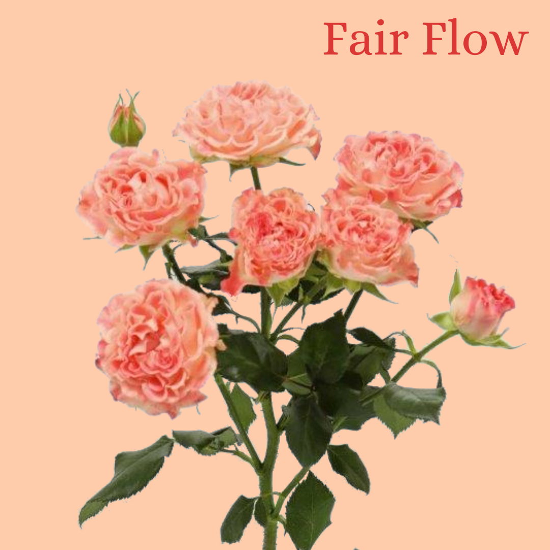ROSE BR. FAIR FLOW 50